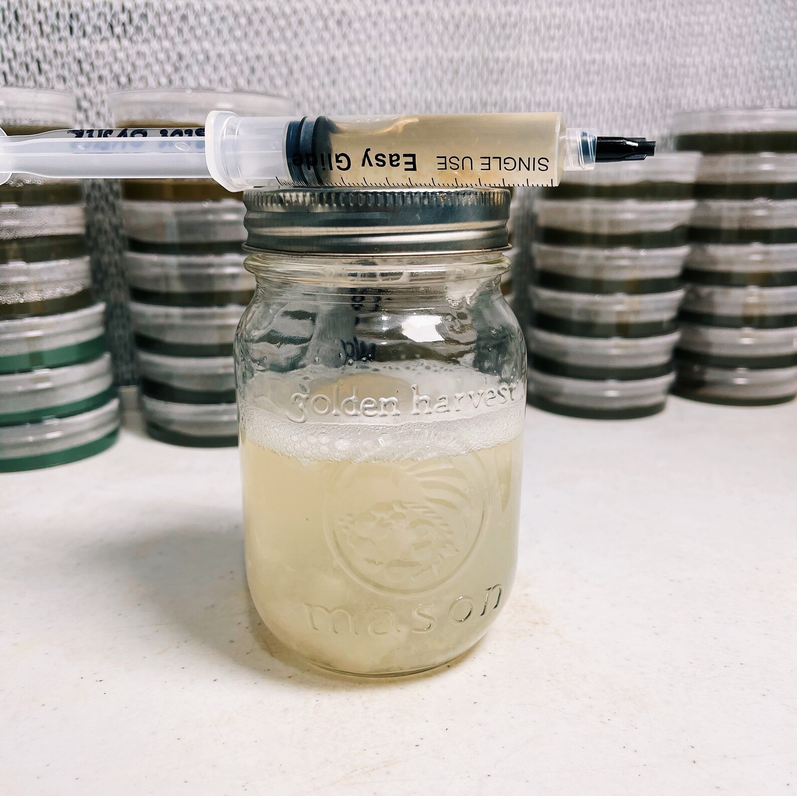 Liquid Culture Mycelium Syringe your Choice Etsy