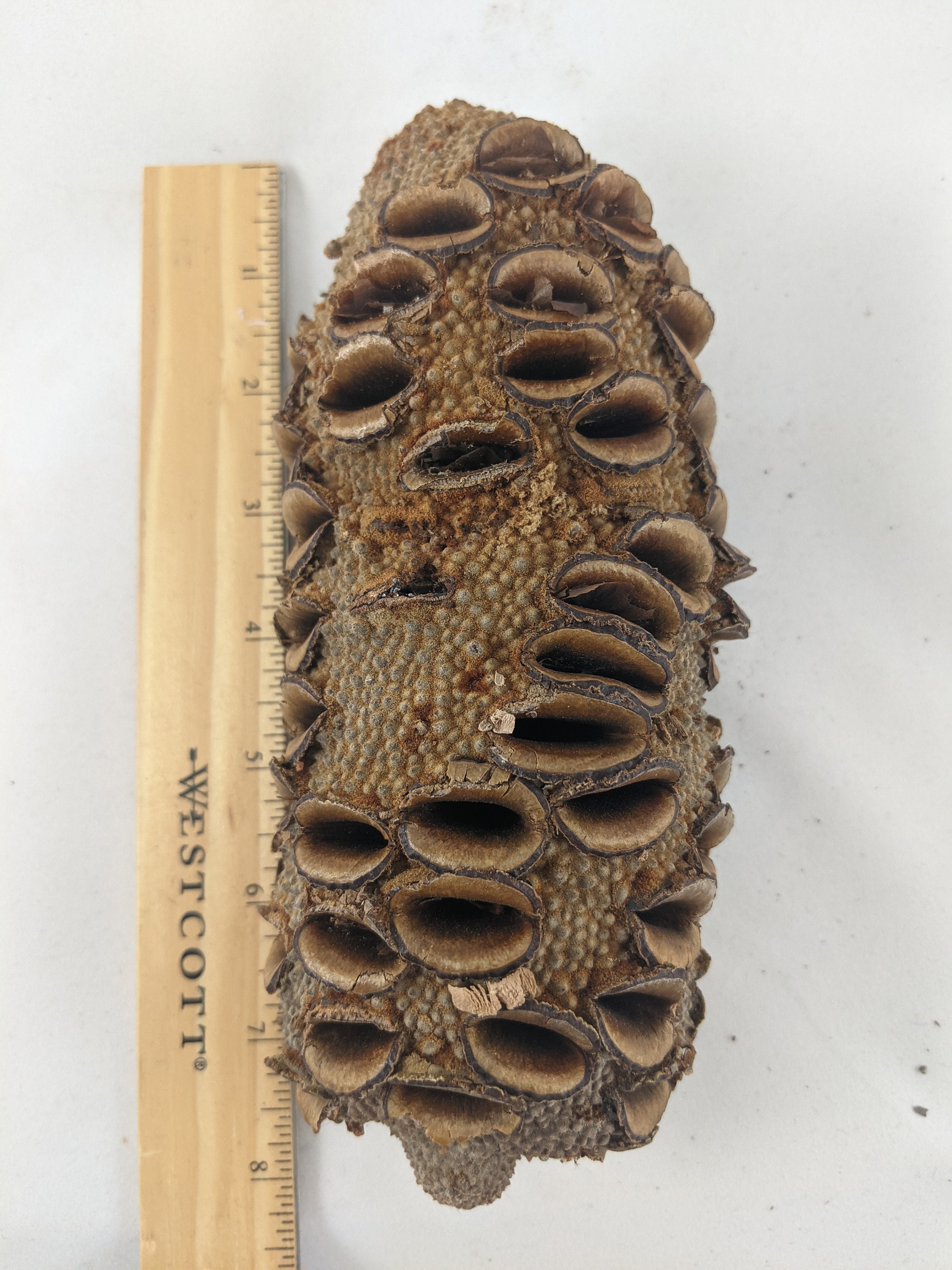 Banksia Pod 5 to 8 Package of 12 Free Etsy