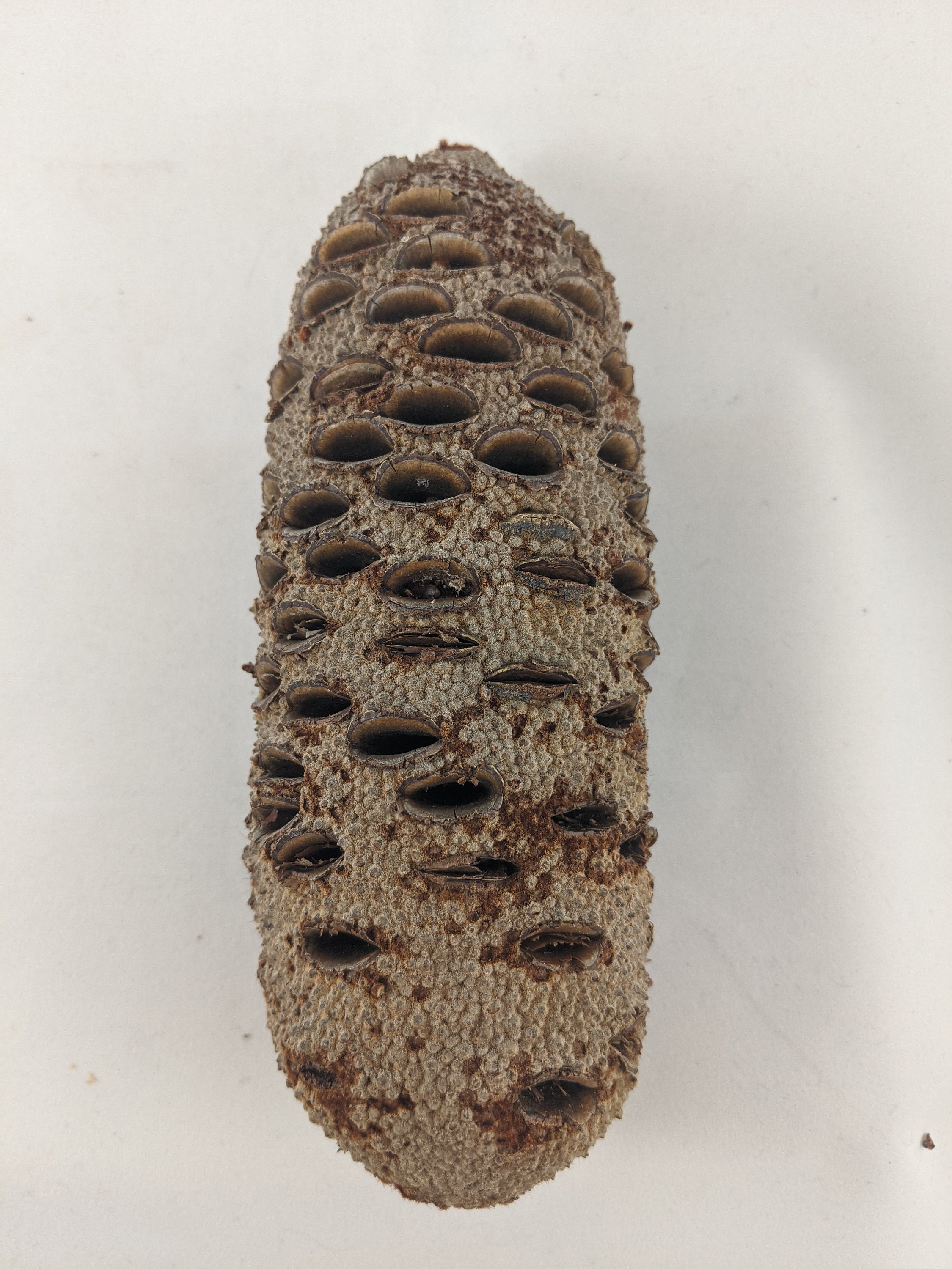 Banksia Pod 5 to 8 Package of 12 Free Etsy