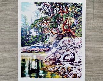 May include: A watercolor painting of a rocky shoreline with a large tree with red bark and green leaves. The tree is growing out of the rocks and its branches are reaching out over the water. The water is a light blue color and there are reflections of the trees in the water.