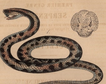 1834 Rare Antique Serpent Viper Snake Reptile Original Print Plate 25 Engraving Hand Colored Comte de Lacepede L'Histoire Naturelle