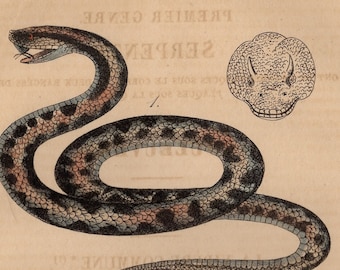May include: Vintage illustration of snakes, featuring two detailed drawings of serpents. The top snake is coiled, with a detailed head and body pattern. The second snake is also coiled, with a different head shape and pattern. The image has text in French.