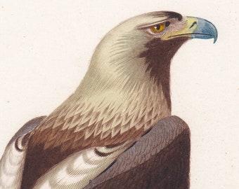 1901 | チフチャフプリント | アンティークオリジナルカラーリトグラフ