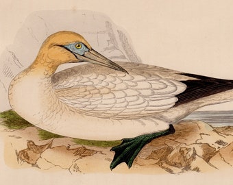 Gravura cromolitográfica original antiga de Gannet, Rev. F. Morris, "Uma História das Aves Britânicas, Volume VI", ave marinha, c. 1800.
