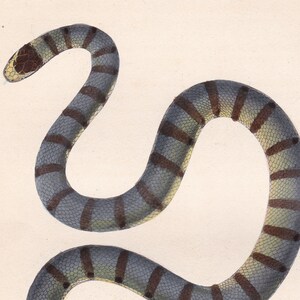 May include: A vintage illustration of a sea snake, depicted with a grey body and dark brown bands. The snake's head is a lighter shade with a patterned design. The artwork is signed "Klein del." and "Victor nc."