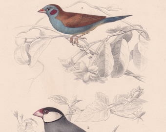 Antique Original Society Finch Java Sparrow Bird Print Charles d’Orbigny’s Dictionnaire d’Histoire Naturelle Lithograph Travier O22