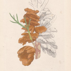 Antique Algae Fungi Plant Print Hand Colored Copper Plate Engraving English Botany 1800s