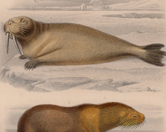 Rare Original Antique Seal Sea lion Walrus Hand Colored Engraving from Buffon's Galerie d'Histoire Naturelle 1879 Edouard Traviés
