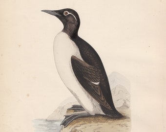 Gravura cromolitográfica antiga e original de um guillemo-de-coleira (Rev. F. Morris, "A History of British Birds Volume VI"), ave marinha, c. 1800.