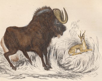 May include: An antique illustration depicting a GNU and a gazelle. The GNU is a large, dark brown animal with long horns. The gazelle is a smaller, light brown animal with curved horns. Both animals are standing in a grassy field.