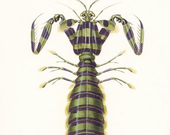 mantis shrimp print etsy