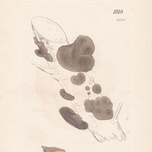 Antiker Algen-Pflanzen-Druck Handkolorierte Kupferplatten-Gravur Englische Botanik 1800s