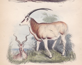 May include: An illustration of three antelopes. The top image shows a brown and black wildebeest standing in tall grass. The middle image shows a brown and white gazelle with long horns. The bottom image shows a brown and white gazelle with curled horns. The text "ANTELOPES" is at the top of the image.