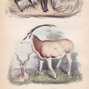 Puede incluir: Una ilustración de tres antílopes. La imagen superior muestra un ñu marrón y negro de pie en la hierba alta. La imagen del medio muestra una gacela marrón y blanca con cuernos largos. La imagen inferior muestra una gacela marrón y blanca con cuernos rizados. El texto "ANTELOPES" está en la parte superior de la imagen.