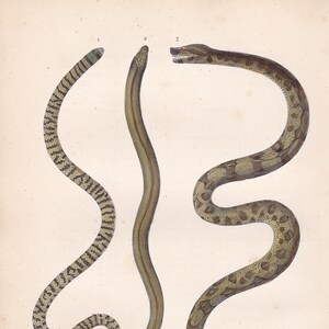 Può includere: Illustrazione botanica antica di tre serpenti, ciascuno in una posa diversa. I serpenti sono etichettati come "Le Ruban", "L'Orvet" e "Le Devin". L'illustrazione include testo in francese ed è stampata su carta invecchiata.