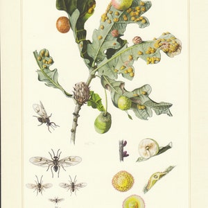 May include: Detailed botanical illustration of an oak branch featuring leaves, galls, and insects. The leaves are green with yellow and red galls. Various insects, including wasps, are shown. The artwork is a scientific depiction of the oak and its inhabitants.