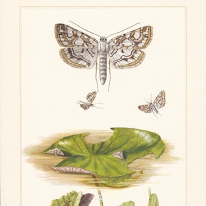 Original Vintage Insect Pyralidae, Nymphula Nymphaeata Caterpillar Snout Moth Insect Pollination Print Wall Display Garden Wildlife Nature image 1