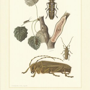 May include: Detailed vintage illustration of various longhorn beetles, leaves, and a tree branch. The beetles are depicted in shades of brown, yellow, and green, with intricate details. The artwork is on a cream-colored background.