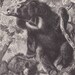1893 Antique Sloth Bear Original Print Chromolithograph German ...
