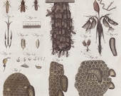 1797 Rare Antique Life Stages of Honey Bee Original Print from Encyclopaedia Britannica