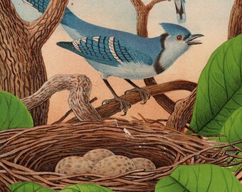 Blue Jay Egg Etsy