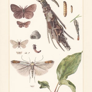 May include: A detailed illustration of a moth, its larva, and its cocoon. The moth has brown wings with a white spot on each wing. The larva is a brown caterpillar with a white stripe down its back. The cocoon is made of brown leaves and twigs. The illustration also includes a green leaf with a brown stem and a white background.