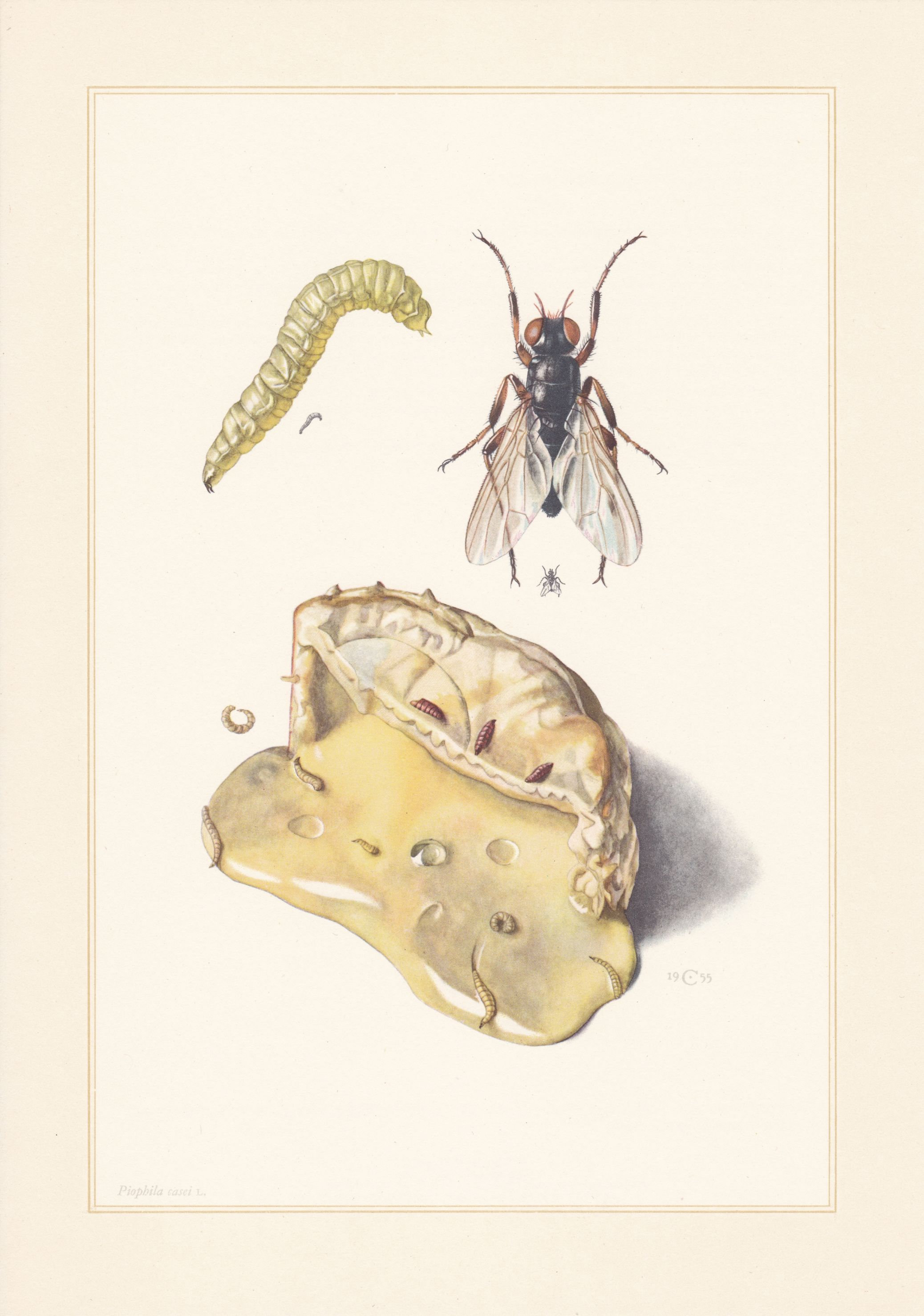 Original vintage 1961 Cheese Fly Pest Insect Pollinisation Etsy France