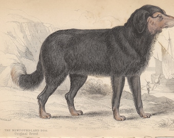 Rare Antique Original Newfoundland 1840 Jardine Mammalia 'Naturalist's Library' Dogs Print Hand Coloured Lithograph