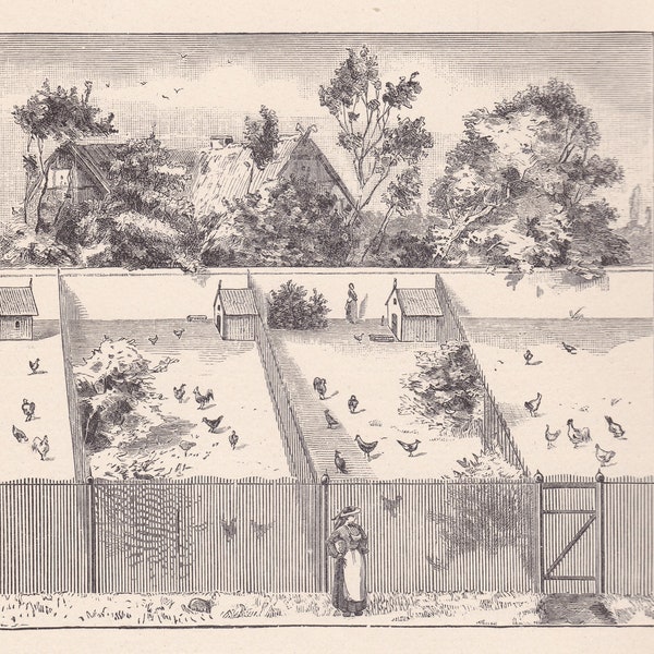 Antike Hühner halten Hühner Hahn Landleben Landwirtschaft Eier Holzschnitt Druck 19.Jahrhundert Wand Kunst Vintage Selbstversorgung JVCF