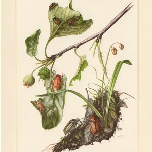 May include: A botanical illustration of a branch with green leaves and several brown beetles. The beetles are on the leaves, and the image has a vintage aesthetic. The artwork includes a small green fruit and some grass.