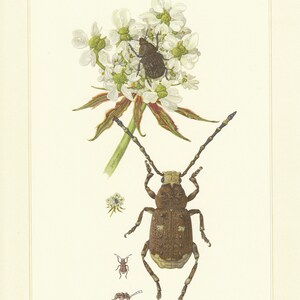 May include: A detailed illustration of a brown and white beetle with long antennae, surrounded by white flowers and smaller beetles. The illustration is on a cream-colored background with the word "Anthribidae" at the bottom.