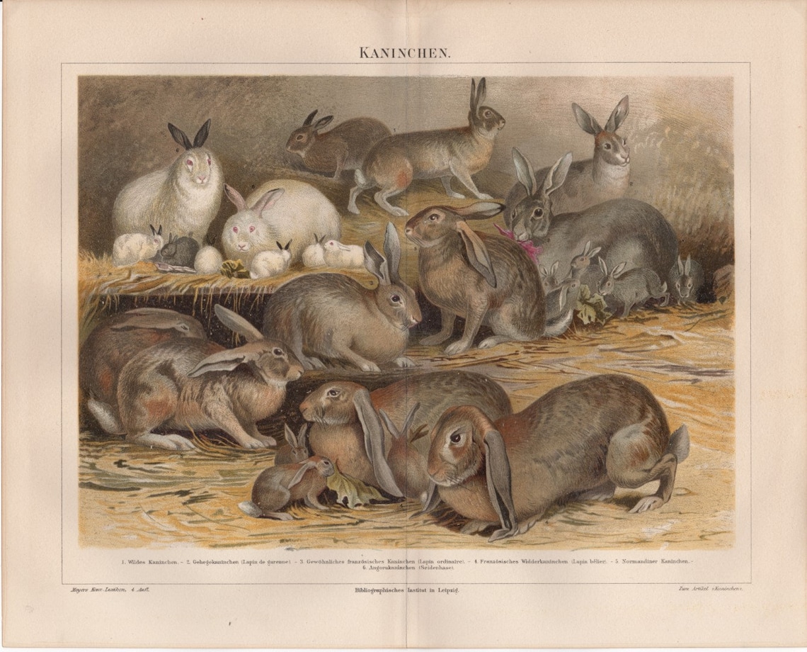 1800s Rabbit Antique 1900s Breeds of Rabbit Lappin Farming German Chromolithograph ...