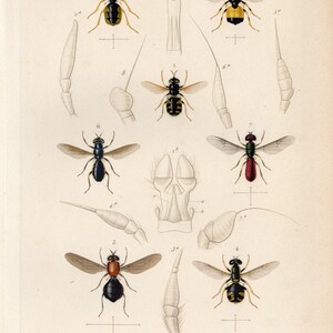 May include: A vintage scientific illustration of 7 different types of flies, with detailed drawings of their wings, legs, and bodies. The flies are labelled with their scientific names and common names, such as Stratiomys chameleon, Odontomyia verdatre, and Oxycera jolie.