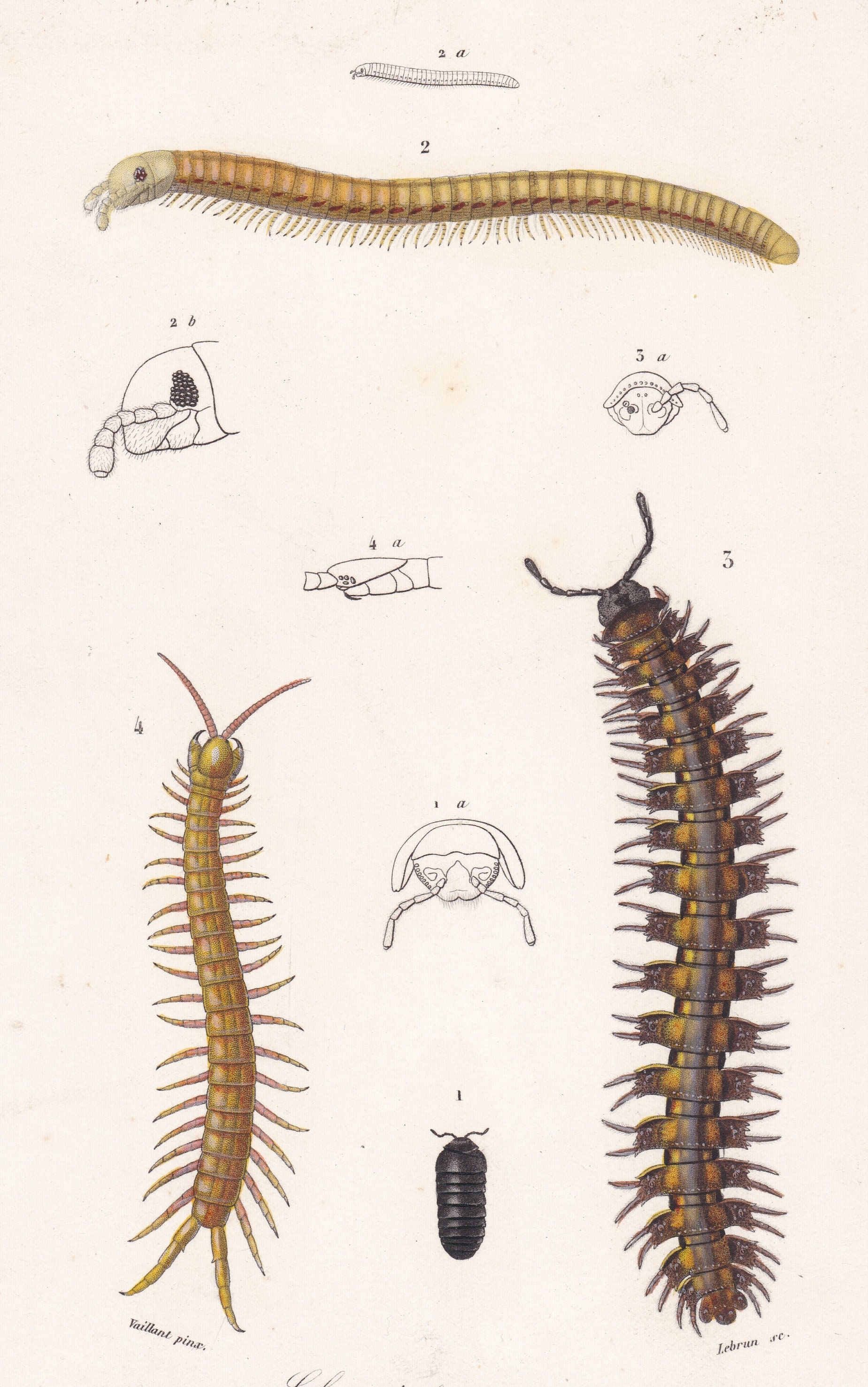 アンティーク オリジナル 海ムカデ昆虫解剖プリント Charles d'Orbigny