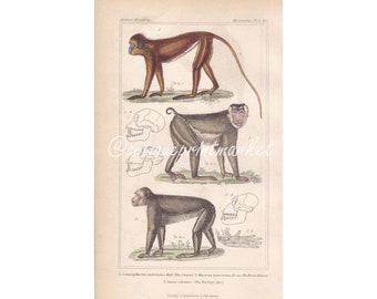 Peut inclure: Gravure ancienne représentant trois singes avec des croquis anatomiques détaillés. Le singe du haut est brun avec une longue queue, celui du milieu est gris avec un visage rouge et celui du bas est gris foncé. L'impression est intitulée "Animal Kingdom".