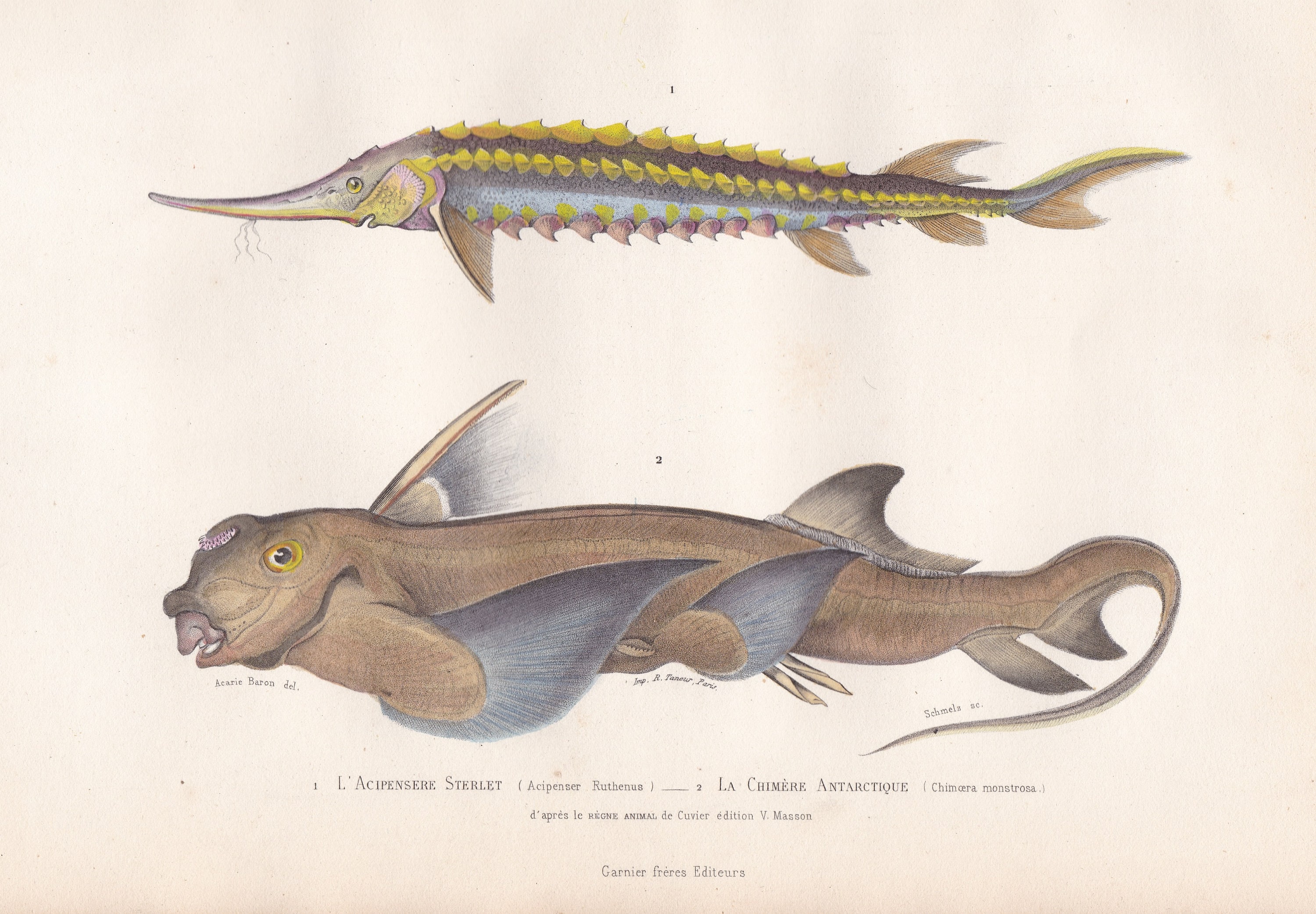 Buy Original Antique Sturgeon Chimaera Fish Gost Shark Print Online in  India - Etsy