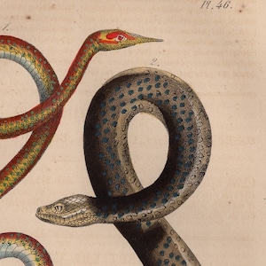 Op de afbeelding: Een vintage illustratie van twee slangen. De ene slang is rood, geel en groen met een puntige kop. De andere slang is bruin met blauwe vlekken en een ronde kop. De illustratie is getiteld "Pl. 46."