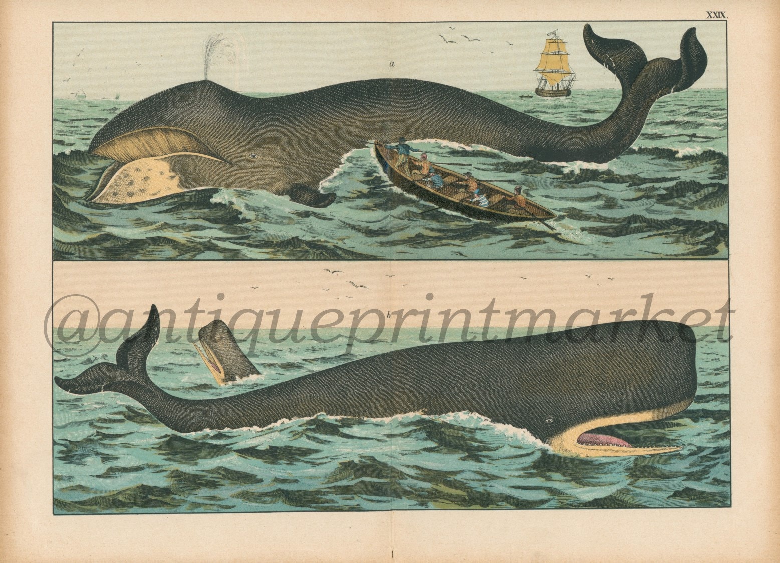 THE SPERM WHALE 5.9 フィン有 スパムホエール il_fullxfull.4990514310_3w60.jpg