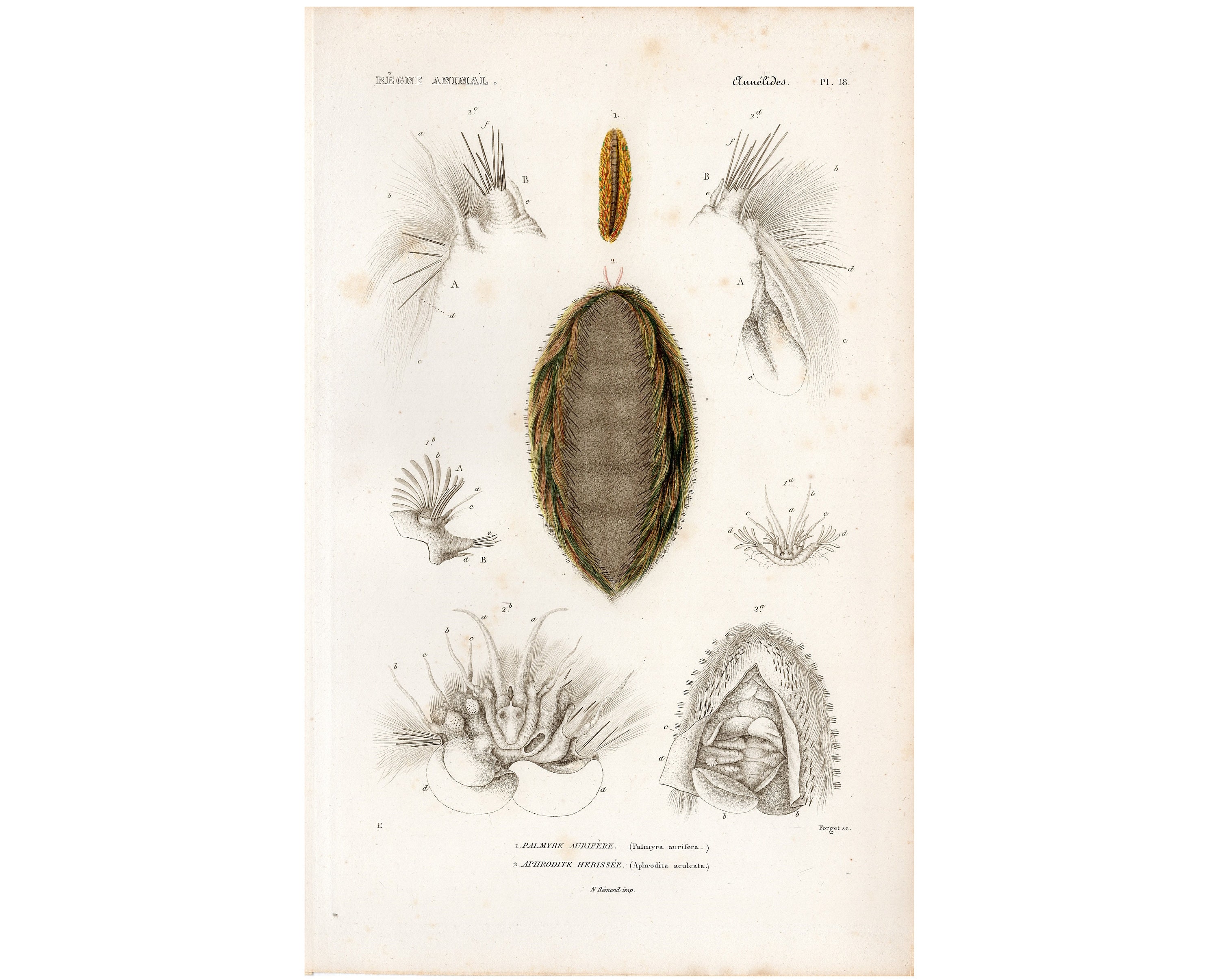 Sea Mouse Anatomy