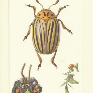 May include: A detailed illustration of a Colorado potato beetle, a striped insect with black and yellow markings. The beetle is shown in profile, with its legs outstretched. The illustration is accompanied by a caption that reads "Chrysomelidae (IV). Leptinotarsa decemlineata Say."