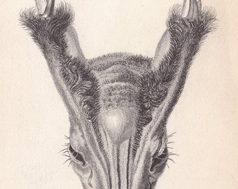Rare Antique Original muntjac Deer Skull 1840 Jardine Mammalia 'Naturalist's Library' Print Hand Coloured Lithograph