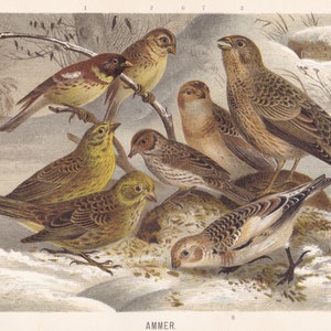 1900 Original Antique Ammer Birds Yellowhammer Original Print Chromolithograph From German Tierleben Brehm BBR1