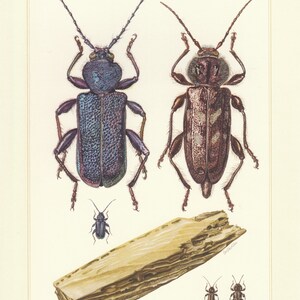 May include: A vintage illustration of three beetles, two large ones with long antennae and one smaller one. The larger beetles are blue and brown with white spots. The smaller beetle is black. The beetles are on a white background with a piece of wood in the bottom center. The text "Cerambycidae (VI)" is in the bottom right corner.