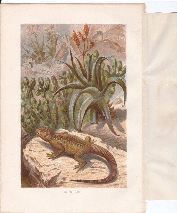 Egyptian Spiny Tailed Lizard 1883 Rare Antique Original  display picture 2