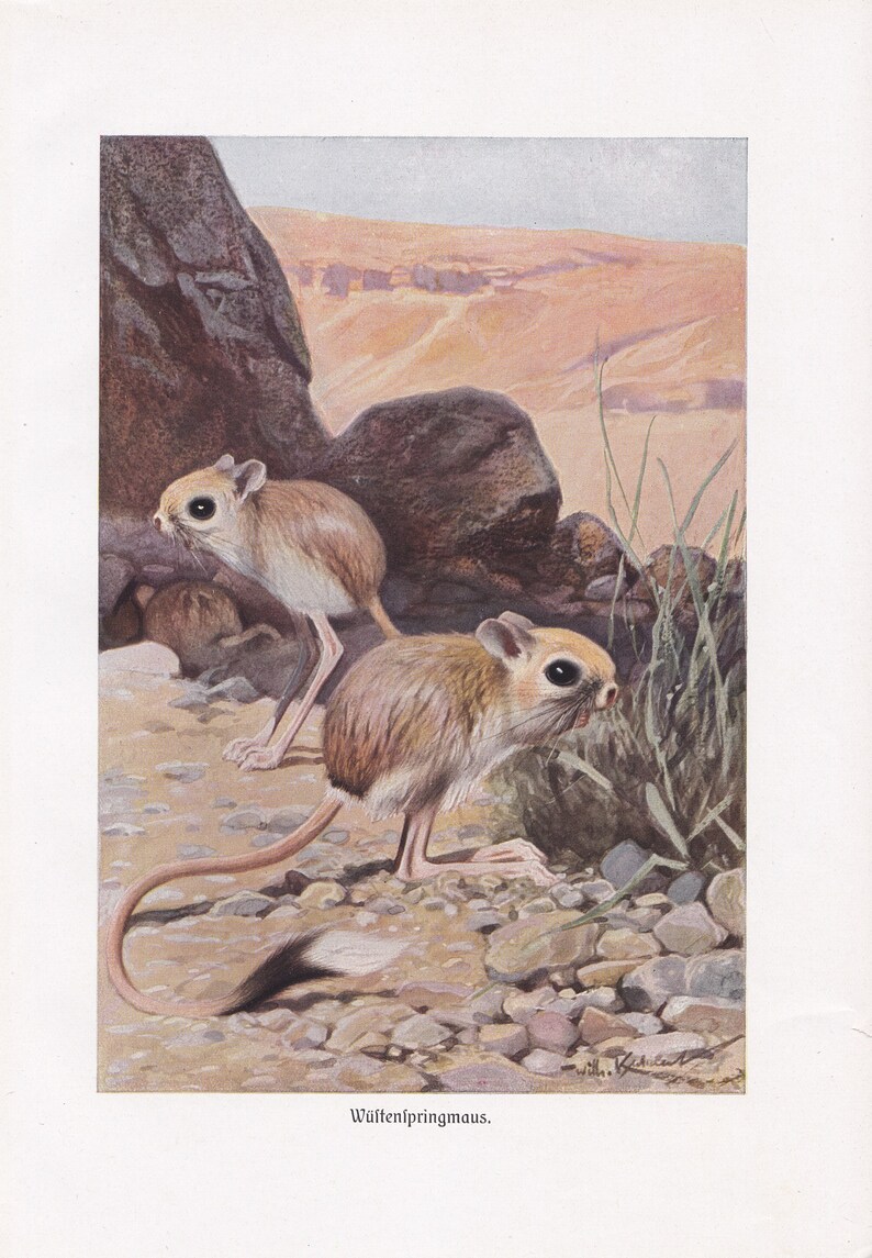 Download 1901 Rare Antique Desert Jerboa Mouse Rat Gerbil Forest | Etsy