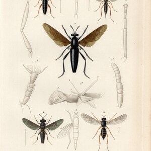 May include: An illustration of six different types of insects, including the Cephalocera longirostris, Hermetia illucens, Mydas giganteus, Xylophagus ater, and Subula marginata. The illustration is in black and white and includes the scientific names of each insect.