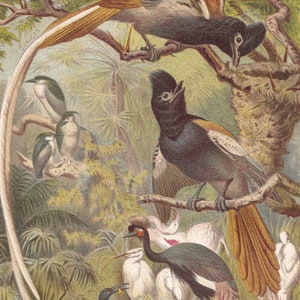 1900 Original Antique Birds of Paradise Original Print Chromolithograph From German Tierleben Brehm BBR1