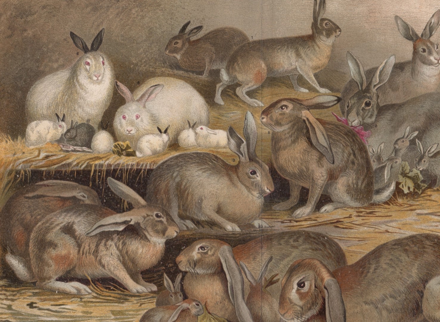 Antique 1900s Breeds of Rabbit Lappin Farming German Chromolithograph ...