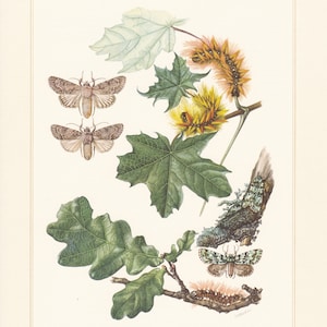 May include: A vintage illustration of moths and caterpillars on a branch with leaves. The moths are brown and white, and the caterpillars are orange and brown. The illustration is on a white background with a light brown border.