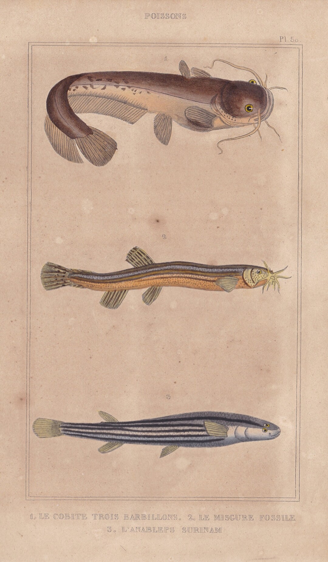 Original Antique Loach Fish Catfish Plec Salmon French Engraving Hand ...